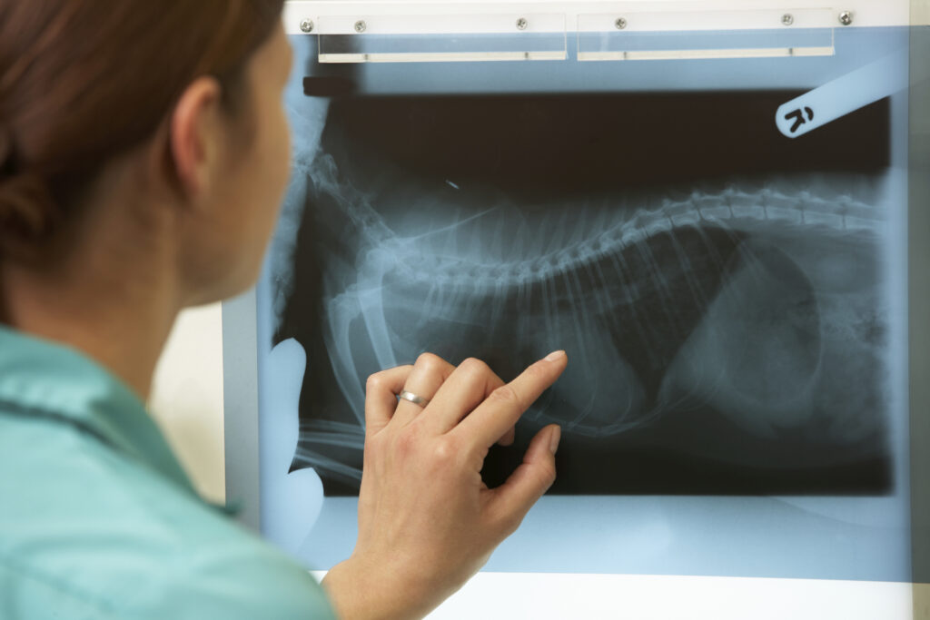 animal health consultants