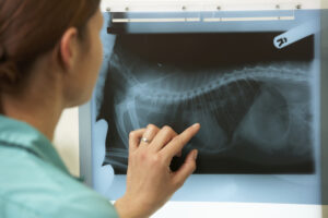animal health consultants
